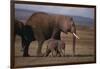 Baby Elephant Walking with Adults-DLILLC-Framed Photographic Print