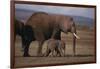 Baby Elephant Walking with Adults-DLILLC-Framed Photographic Print