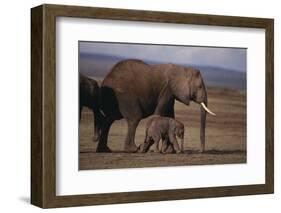 Baby Elephant Walking with Adults-DLILLC-Framed Photographic Print