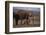 Baby Elephant Walking with Adults-DLILLC-Framed Photographic Print