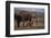 Baby Elephant Walking with Adults-DLILLC-Framed Photographic Print