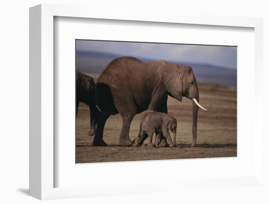 Baby Elephant Walking with Adults-DLILLC-Framed Photographic Print