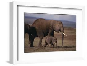 Baby Elephant Walking with Adults-DLILLC-Framed Photographic Print