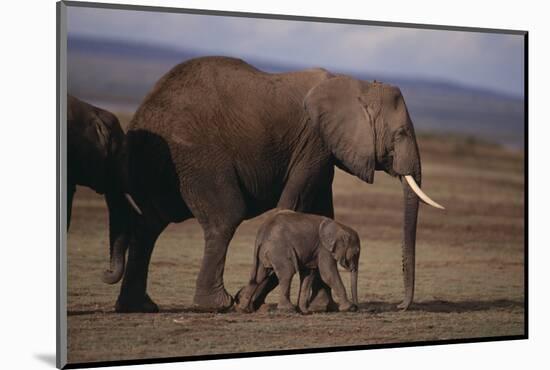 Baby Elephant Walking with Adults-DLILLC-Mounted Photographic Print