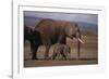 Baby Elephant Walking with Adults-DLILLC-Framed Photographic Print