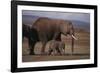 Baby Elephant Walking with Adults-DLILLC-Framed Photographic Print