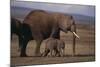Baby Elephant Walking with Adults-DLILLC-Mounted Photographic Print
