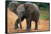 Baby Elephant Walking-null-Framed Stretched Canvas