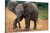 Baby Elephant Walking-null-Stretched Canvas