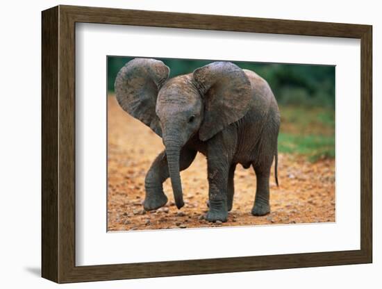 Baby Elephant Walking-null-Framed Photographic Print