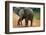 Baby Elephant Walking-null-Framed Photographic Print