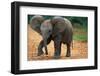 Baby Elephant Walking-null-Framed Photographic Print