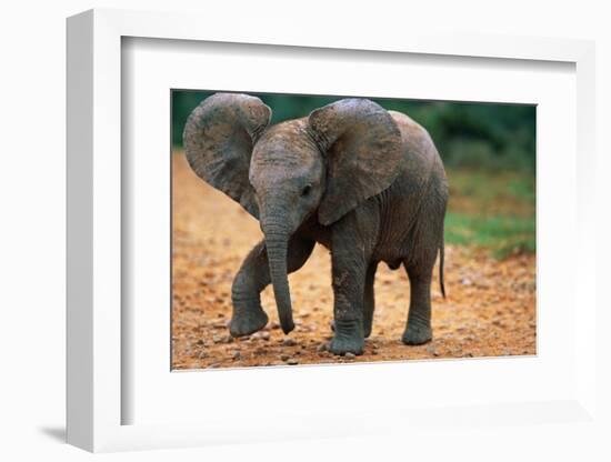 Baby Elephant Walking-null-Framed Photographic Print