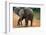 Baby Elephant Walking-null-Framed Photographic Print