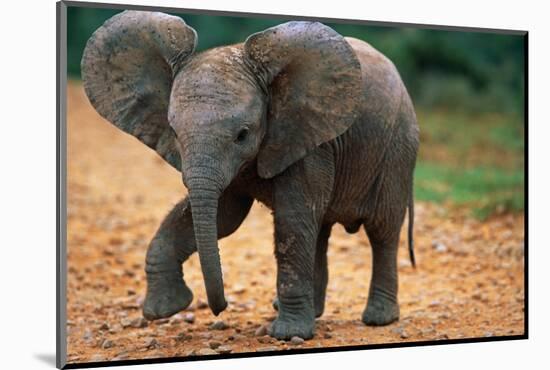 Baby Elephant Walking-null-Mounted Photographic Print