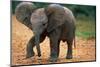 Baby Elephant Walking-null-Mounted Photographic Print