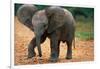 Baby Elephant Walking-null-Framed Photographic Print