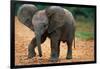 Baby Elephant Walking-null-Framed Photographic Print