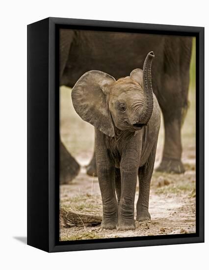 Baby Elephant-Martin Harvey-Framed Stretched Canvas