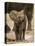 Baby Elephant-Martin Harvey-Stretched Canvas