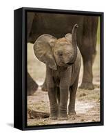 Baby Elephant-Martin Harvey-Framed Stretched Canvas