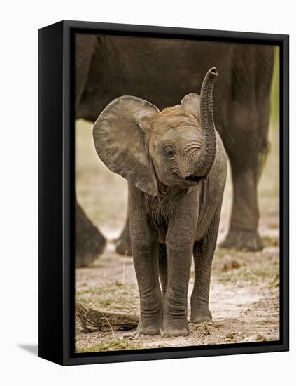 Baby Elephant-Martin Harvey-Framed Stretched Canvas