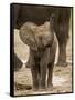 Baby Elephant-Martin Harvey-Framed Stretched Canvas