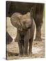 Baby Elephant-Martin Harvey-Stretched Canvas