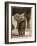 Baby Elephant-Martin Harvey-Framed Premium Photographic Print