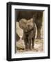 Baby Elephant-Martin Harvey-Framed Premium Photographic Print