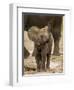 Baby Elephant-Martin Harvey-Framed Premium Photographic Print