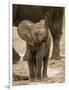 Baby Elephant-Martin Harvey-Framed Photographic Print