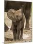 Baby Elephant-Martin Harvey-Mounted Photographic Print