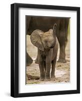 Baby Elephant-Martin Harvey-Framed Photographic Print