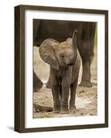 Baby Elephant-Martin Harvey-Framed Photographic Print