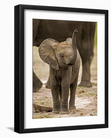 Baby Elephant-Martin Harvey-Framed Photographic Print