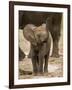 Baby Elephant-Martin Harvey-Framed Photographic Print