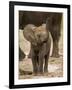 Baby Elephant-Martin Harvey-Framed Photographic Print