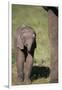 Baby Elephant-DLILLC-Framed Photographic Print