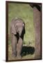 Baby Elephant-DLILLC-Framed Photographic Print