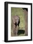 Baby Elephant-DLILLC-Framed Photographic Print