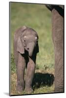 Baby Elephant-DLILLC-Mounted Photographic Print