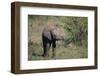 Baby Elephant-DLILLC-Framed Photographic Print