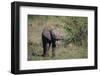 Baby Elephant-DLILLC-Framed Photographic Print