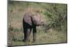 Baby Elephant-DLILLC-Mounted Photographic Print