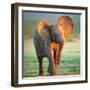 Baby Elephant-Johan Swanepoel-Framed Photographic Print