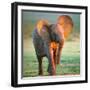 Baby Elephant-Johan Swanepoel-Framed Photographic Print