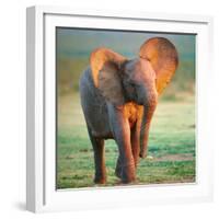 Baby Elephant-Johan Swanepoel-Framed Photographic Print