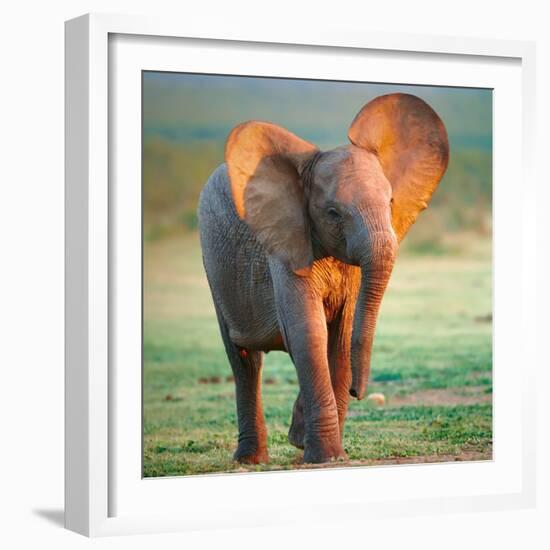 Baby Elephant-Johan Swanepoel-Framed Photographic Print