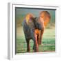Baby Elephant-Johan Swanepoel-Framed Photographic Print